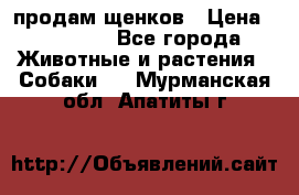 продам щенков › Цена ­ 15 000 - Все города Животные и растения » Собаки   . Мурманская обл.,Апатиты г.